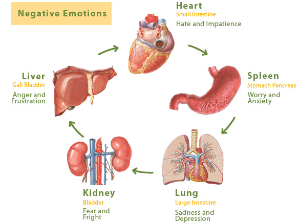 5 organs and emotions